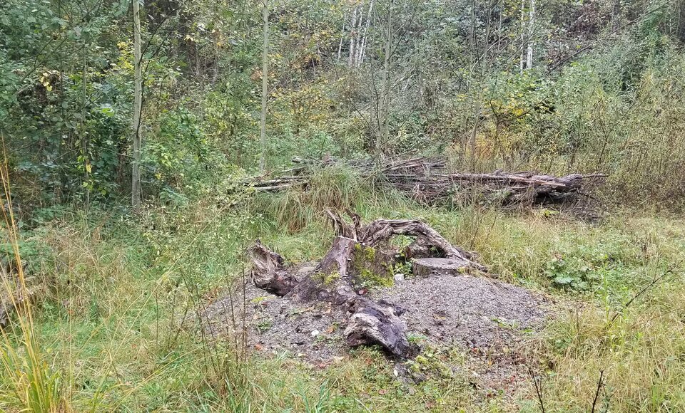 Obwalden: Frisch erstellte Holzstrukturen in Giswil. (Bild: Maria Jakober, 2019)